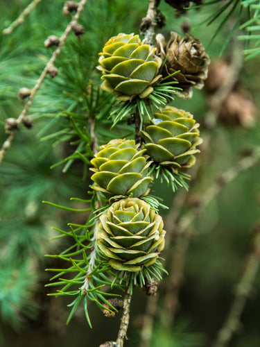 25 JAPANESE LARCH TREE Conifer Pine Cones Bonsai Larix Kaempferi Seeds